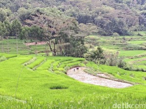 554 Ribu Hektare Sawah Hilang Jadi Kawasan Industri dan Pemukiman