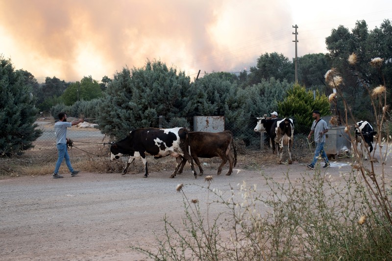 Kebakaran hutan melanda dekat rumah-rumah di Hatay, Turki pada Senin malam (30 Juni), dan warga dievakuasi menurut keterangan pejabat. (Tangkapan Layar Video Reuters/IHA)