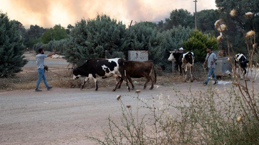 Kebakaran hutan melanda dekat rumah-rumah di Hatay, Turki pada Senin malam (30 Juni), dan warga dievakuasi menurut keterangan pejabat. (Tangkapan Layar Video Reuters/IHA)