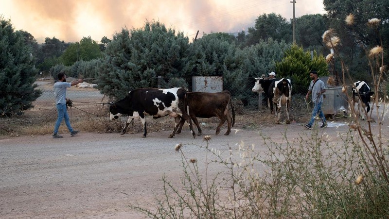 Kebakaran hutan melanda dekat rumah-rumah di Hatay, Turki pada Senin malam (30 Juni), dan warga dievakuasi menurut keterangan pejabat. (Tangkapan Layar Video Reuters/IHA)
