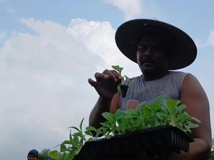 Cara Petani Tembakau di Lamongan Antisipasi Kemarau Basah