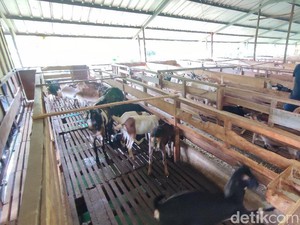 Asa Peternak Kambing Perah Ciamis di Tengah Lesunya Penjualan Susu