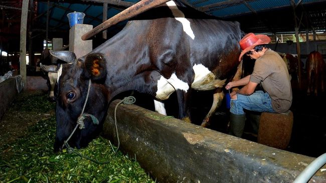 Lewat Pembiayaan, BRI Sukses Dorong Produksi Klaster Susu di Ponorogo