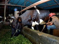 Lewat Pembiayaan, BRI Sukses Dorong Produksi Klaster Susu di Ponorogo