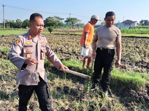 Dukung Ketahanan Pangan, Polres Grobogan Gencarkan Basmi Tikus