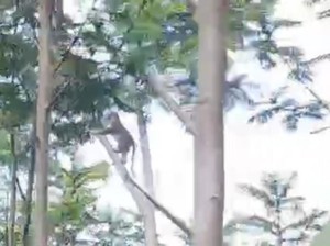Monyet Masuk Permukiman, Warga Grati Pasuruan Resah