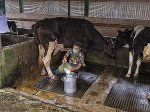 Dimodali BRI, Klaster Susu Ponorogo Berhasil Tingkatkan Produksi