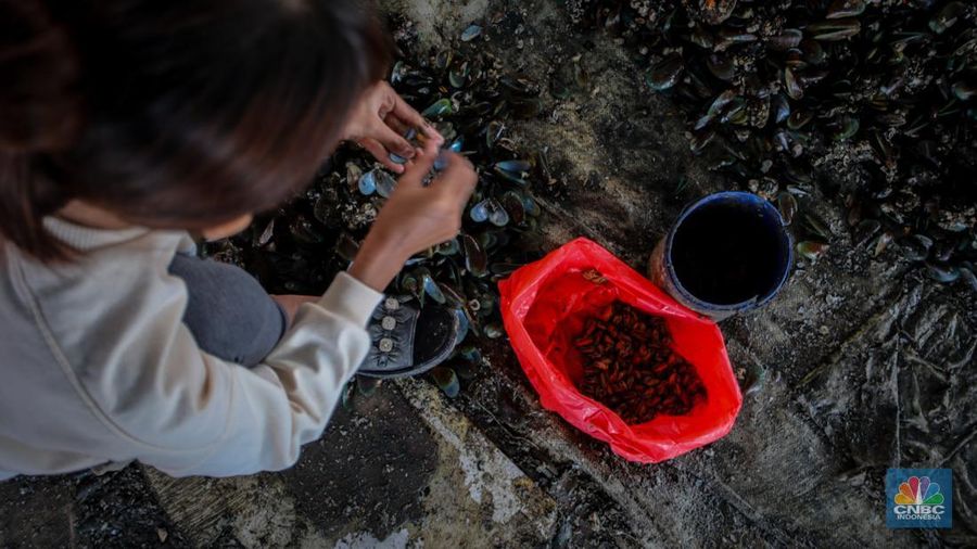 Warga melepaskan daging kerang hijau dari cangkangnya di perkampungan nelayan kawasan Dadap, Kabupaten Tangerang, Rabu (2/6/2025). (CNBC Indonesia/Faisal Rahman)