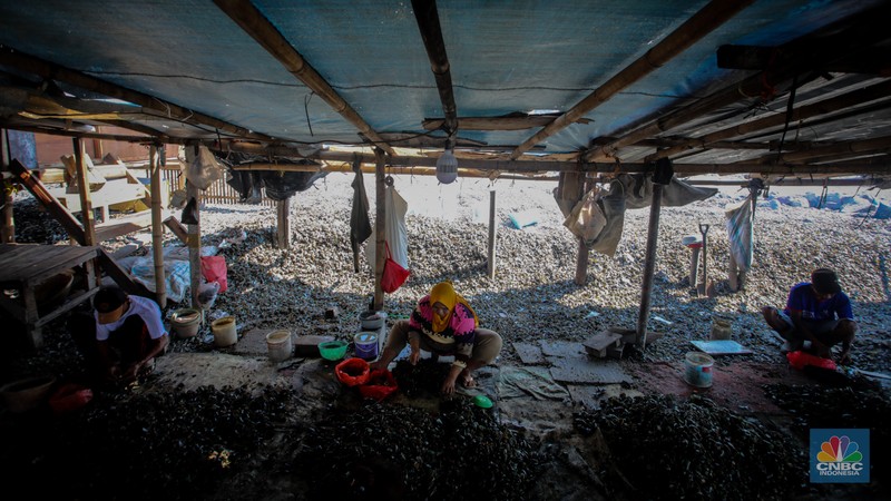 Warga melepaskan daging kerang hijau dari cangkangnya di perkampungan nelayan kawasan Dadap, Kabupaten Tangerang, Rabu (2/6/2025). (CNBC Indonesia/Faisal Rahman)