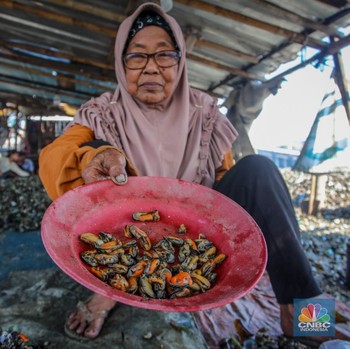 Warga Dadap Tangerang Kupas Cangkang Kerang Hijau, Berapa Bayarannya?