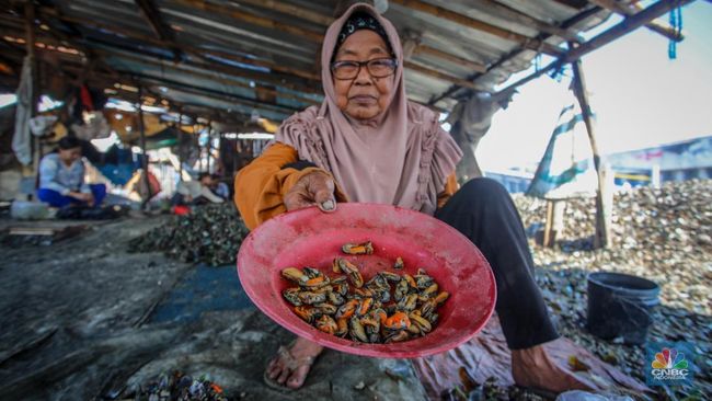 Warga Dadap Tangerang Kupas Cangkang Kerang Hijau, Berapa Bayarannya?