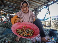 Warga Dadap Tangerang Kupas Cangkang Kerang Hijau, Berapa Bayarannya?