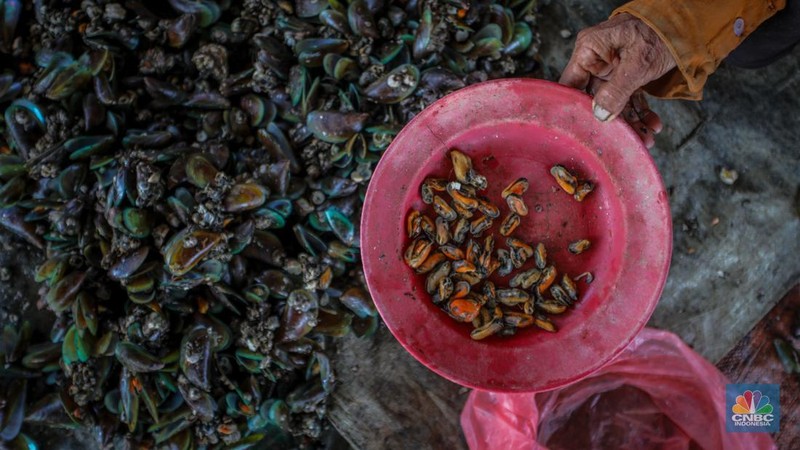 Warga melepaskan daging kerang hijau dari cangkangnya di perkampungan nelayan kawasan Dadap, Kabupaten Tangerang, Rabu (2/6/2025). (CNBC Indonesia/Faisal Rahman)