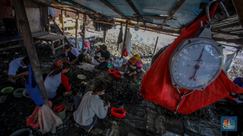 Warga melepaskan daging kerang hijau dari cangkangnya di perkampungan nelayan kawasan Dadap, Kabupaten Tangerang, Rabu (2/6/2025). (CNBC Indonesia/Faisal Rahman)