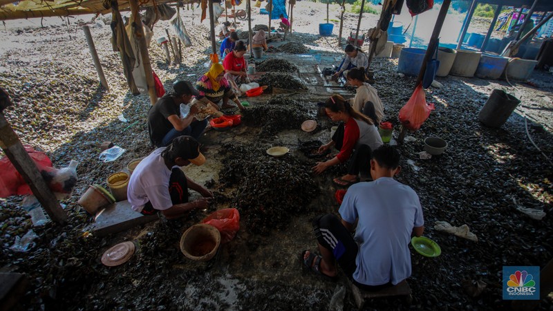 Warga melepaskan daging kerang hijau dari cangkangnya di perkampungan nelayan kawasan Dadap, Kabupaten Tangerang, Rabu (2/6/2025). Warga melepaskan daging kerang hijau dari cangkangnya di perkampungan nelayan kawasan Dadap, Kabupaten Tangerang, Rabu (2/6/2025). (CNBC Indonesia/Faisal Rahman)