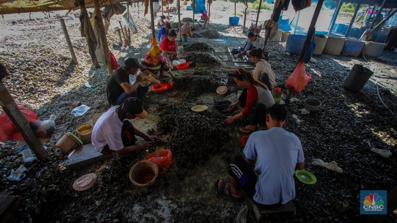 Warga melepaskan daging kerang hijau dari cangkangnya di perkampungan nelayan kawasan Dadap, Kabupaten Tangerang, Rabu (2/6/2025). (CNBC Indonesia/Faisal Rahman)