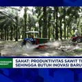 Video: Simak! Begini Cara Replanting Sawit Tak Keluar Duit