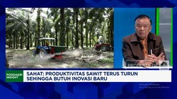 Video: Simak! Begini Cara Replanting Sawit Tak Keluar Duit
