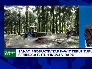 Video: Simak! Begini Cara Replanting Sawit Tak Keluar Duit