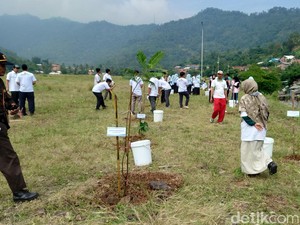7 Ha Lahan Kosong PLTU Suralaya Cilegon Ditanami Pohon Biomassa