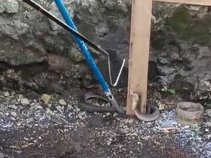 Ular Kobra Sepanjang 3 Meter Masuk Rumah Warga di Kuta Selatan