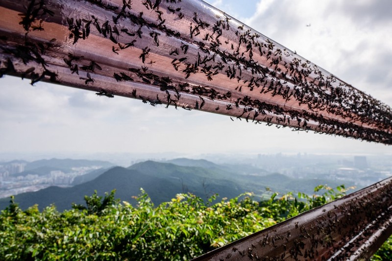 Lovebugs, atau yang dikenal sebagai kutu cinta atau serangga cinta, kembali menyerbu kawasan permukiman dan jalur pendakian di berbagai wilayah ibu kota Korea Selatan, Seoul. (ANTHONY WALLACE / AFP) Lovebugs, atau yang dikenal sebagai kutu cinta atau serangga cinta, kembali menyerbu kawasan permukiman dan jalur pendakian di berbagai wilayah ibu kota Korea Selatan, Seoul. (ANTHONY WALLACE / AFP)