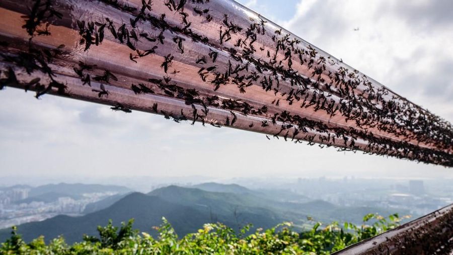 Lovebugs, atau yang dikenal sebagai kutu cinta atau serangga cinta, kembali menyerbu kawasan permukiman dan jalur pendakian di berbagai wilayah ibu kota Korea Selatan, Seoul. (ANTHONY WALLACE / AFP) Lovebugs, atau yang dikenal sebagai kutu cinta atau serangga cinta, kembali menyerbu kawasan permukiman dan jalur pendakian di berbagai wilayah ibu kota Korea Selatan, Seoul. (ANTHONY WALLACE / AFP)