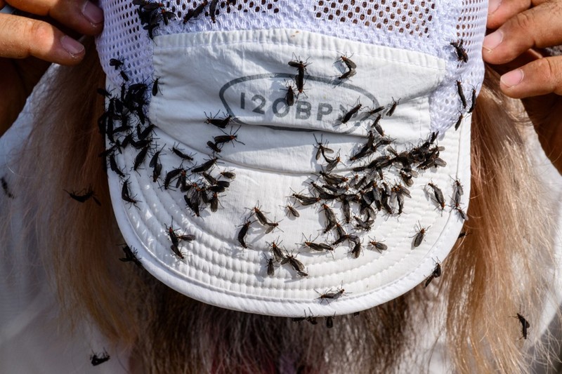 Lovebugs, atau yang dikenal sebagai kutu cinta atau serangga cinta, kembali menyerbu kawasan permukiman dan jalur pendakian di berbagai wilayah ibu kota Korea Selatan, Seoul. (ANTHONY WALLACE / AFP)