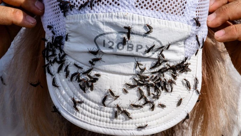 Lovebugs, atau yang dikenal sebagai kutu cinta atau serangga cinta, kembali menyerbu kawasan permukiman dan jalur pendakian di berbagai wilayah ibu kota Korea Selatan, Seoul. (ANTHONY WALLACE / AFP)
