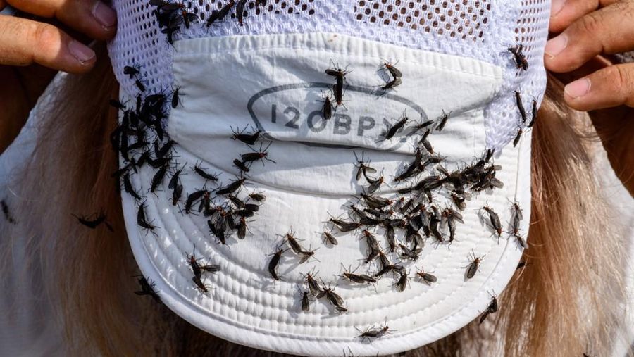 Lovebugs, atau yang dikenal sebagai kutu cinta atau serangga cinta, kembali menyerbu kawasan permukiman dan jalur pendakian di berbagai wilayah ibu kota Korea Selatan, Seoul. (ANTHONY WALLACE / AFP) Lovebugs, atau yang dikenal sebagai kutu cinta atau serangga cinta, kembali menyerbu kawasan permukiman dan jalur pendakian di berbagai wilayah ibu kota Korea Selatan, Seoul. (ANTHONY WALLACE / AFP)
