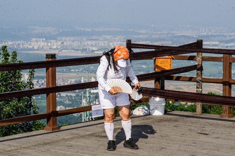 Lovebugs, atau yang dikenal sebagai kutu cinta atau serangga cinta, kembali menyerbu kawasan permukiman dan jalur pendakian di berbagai wilayah ibu kota Korea Selatan, Seoul. (ANTHONY WALLACE / AFP) Lovebugs, atau yang dikenal sebagai kutu cinta atau serangga cinta, kembali menyerbu kawasan permukiman dan jalur pendakian di berbagai wilayah ibu kota Korea Selatan, Seoul. (ANTHONY WALLACE / AFP)