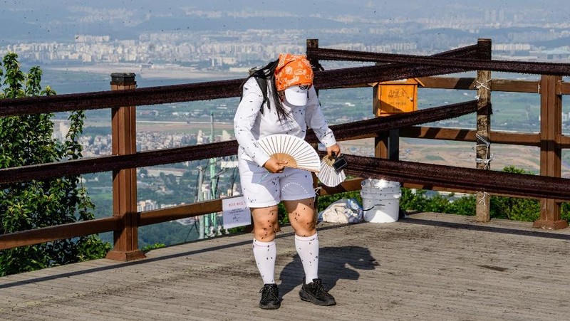 Lovebugs, atau yang dikenal sebagai kutu cinta atau serangga cinta, kembali menyerbu kawasan permukiman dan jalur pendakian di berbagai wilayah ibu kota Korea Selatan, Seoul. (ANTHONY WALLACE / AFP)