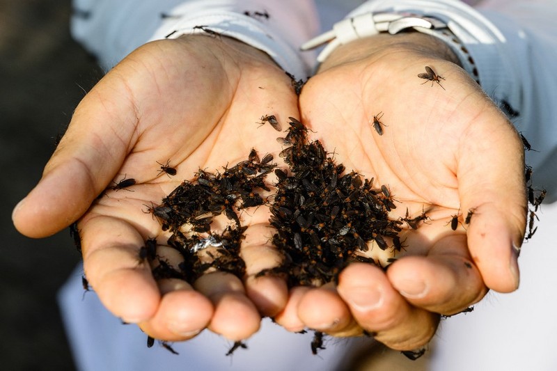 Lovebugs, atau yang dikenal sebagai kutu cinta atau serangga cinta, kembali menyerbu kawasan permukiman dan jalur pendakian di berbagai wilayah ibu kota Korea Selatan, Seoul. (ANTHONY WALLACE / AFP) Lovebugs, atau yang dikenal sebagai kutu cinta atau serangga cinta, kembali menyerbu kawasan permukiman dan jalur pendakian di berbagai wilayah ibu kota Korea Selatan, Seoul. (ANTHONY WALLACE / AFP)