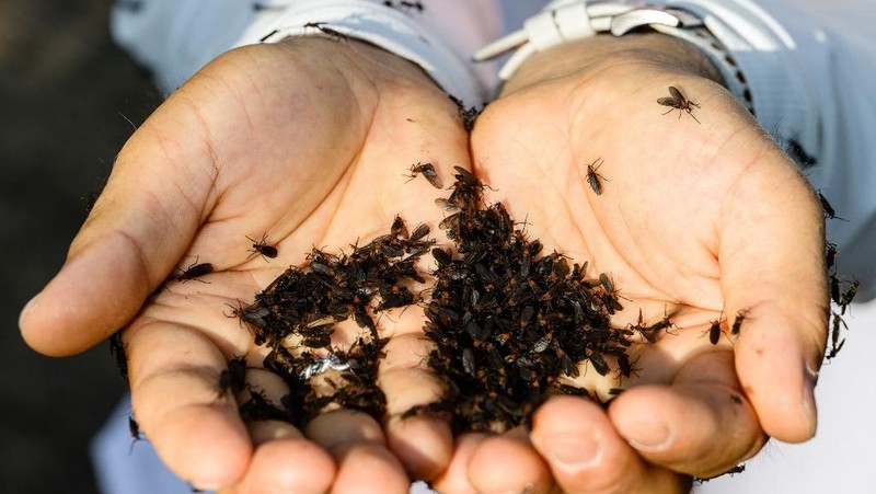Lovebugs, atau yang dikenal sebagai kutu cinta atau serangga cinta, kembali menyerbu kawasan permukiman dan jalur pendakian di berbagai wilayah ibu kota Korea Selatan, Seoul. (ANTHONY WALLACE / AFP)