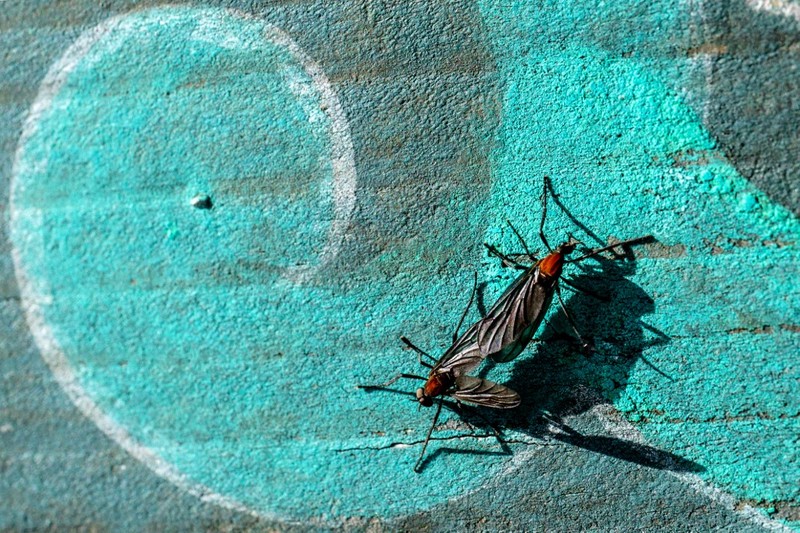 Lovebugs, atau yang dikenal sebagai kutu cinta atau serangga cinta, kembali menyerbu kawasan permukiman dan jalur pendakian di berbagai wilayah ibu kota Korea Selatan, Seoul. (ANTHONY WALLACE / AFP)