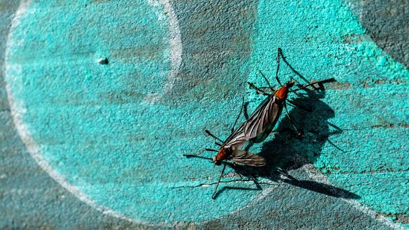 Lovebugs, atau yang dikenal sebagai kutu cinta atau serangga cinta, kembali menyerbu kawasan permukiman dan jalur pendakian di berbagai wilayah ibu kota Korea Selatan, Seoul. (ANTHONY WALLACE / AFP)