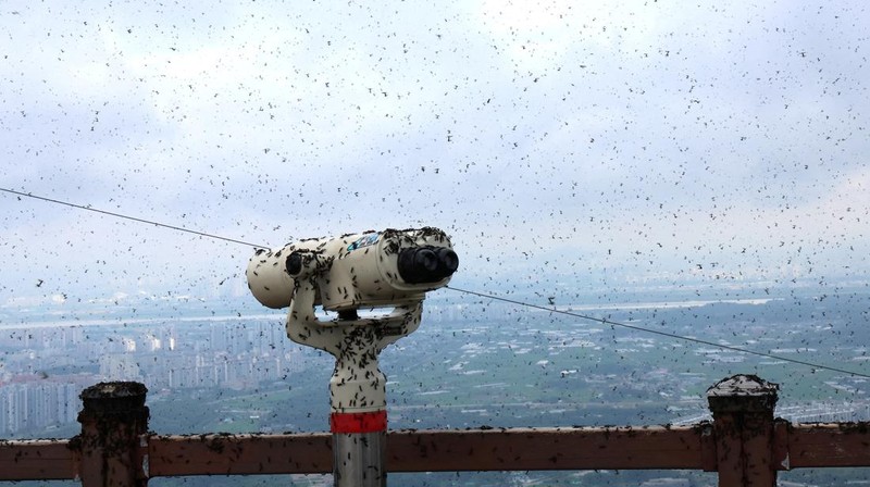 Lovebugs, atau yang dikenal sebagai kutu cinta atau serangga cinta, kembali menyerbu kawasan permukiman dan jalur pendakian di berbagai wilayah ibu kota Korea Selatan, Seoul. (ANTHONY WALLACE / AFP)