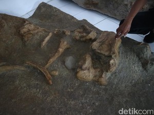 Saat Museum Patiayam Kudus Kedatangan Temuan Fosil Gajah Purba Unik