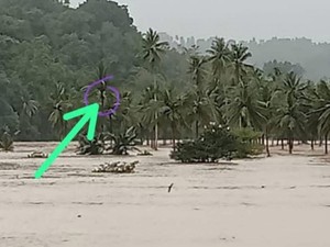 Panjat Pohon Kelapa dan Bertahan 3 Jam, Pria Ini Selamat dari Banjir