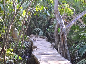 Wisata ke Pulau Para Monyet di Banjarmasin, Ini Mitos dan Daya Tariknya