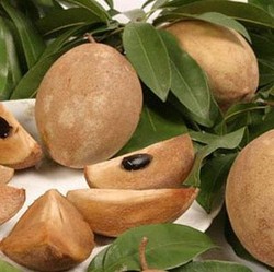 5 Negara Penghasil Buah Sawo Terbesar di Dunia, Ada RI?