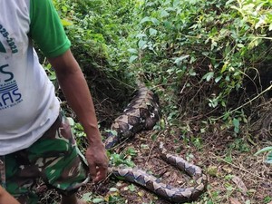 Video: Petani Lansia di Buton Selatan Tewas Ditelan Ular Piton