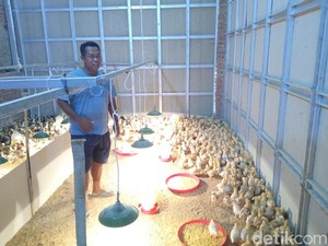 Kisah Kades Suhana, Merawat Asa dari Kandang Ayam