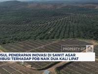 Video: Bikin Sumbangan Sawit ke PDB Naik 2x Lipat, DMSI Usul Hal Ini