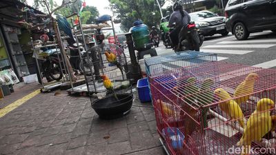 Potret Pedagang Burung Barito Jaksel yang Bakal Direlokasi ke Lenteng Agung