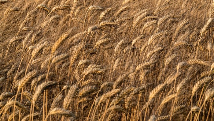 Belajar dari Nabi Yusuf: Ini Cara Negara Melindungi Rakyat dari Krisis