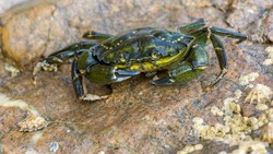 Tragis! Pria Tewas Usai Tertusuk Kepiting Hijau yang Hendak Dimasak