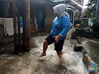 Musim Hujan Waspada Kencing Tikus! Bisa Sebabkan Kematian