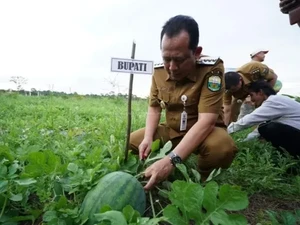 BBS Ingin Muaro Jambi Jadi Contoh Baik untuk Kelola Ketahanan Pangan