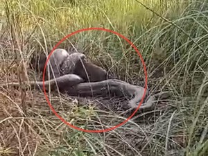Ular Piton 8 Meter Mati Ditombak Warga Sidrap Saat Mangsa Babi